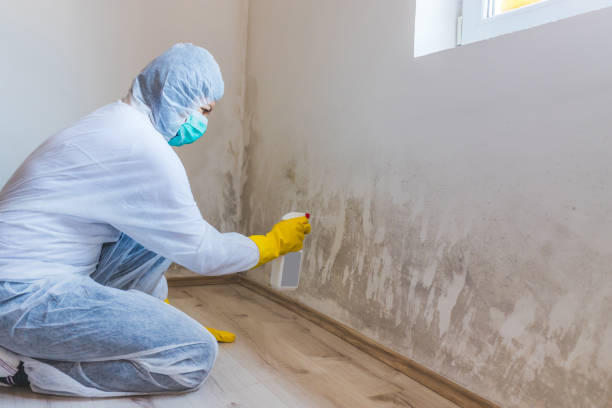 Black mold inspection in Bolingbrook