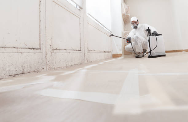 Black mold remediation team in Bolingbrook